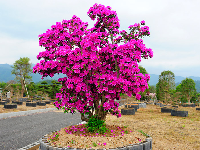 赤坎杜鹃