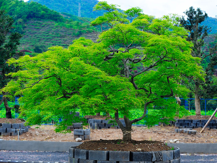 信阳羽毛枫