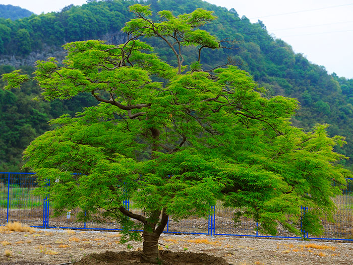 岱山羽毛枫