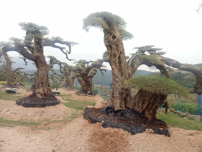 秦皇岛油橄榄价格