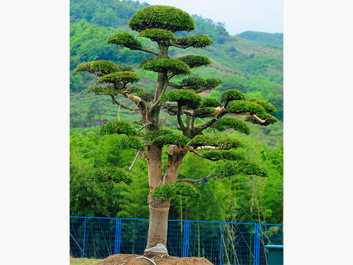 坡头罗汉松