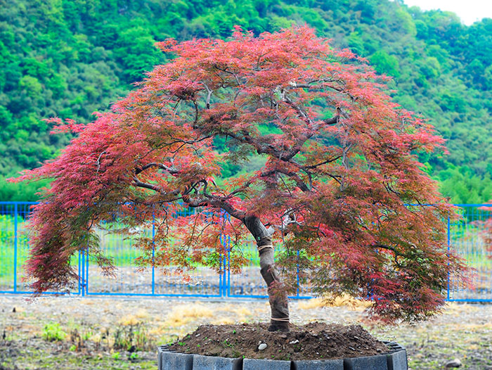 遂溪羽毛枫