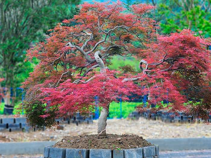 蛟河羽毛枫