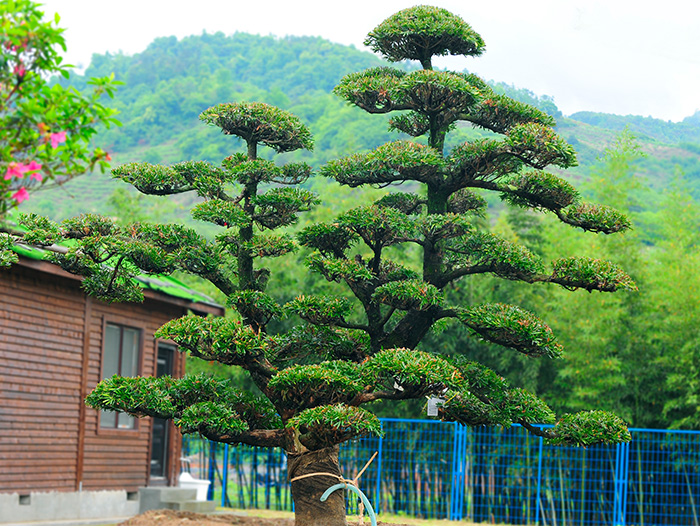 岱山罗汉松